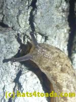 /home//u458753944/public_html/sourcegallery////Insects and small critters/slugs snails leaches (Gastropoda and Annelida)/P1030847.JPG